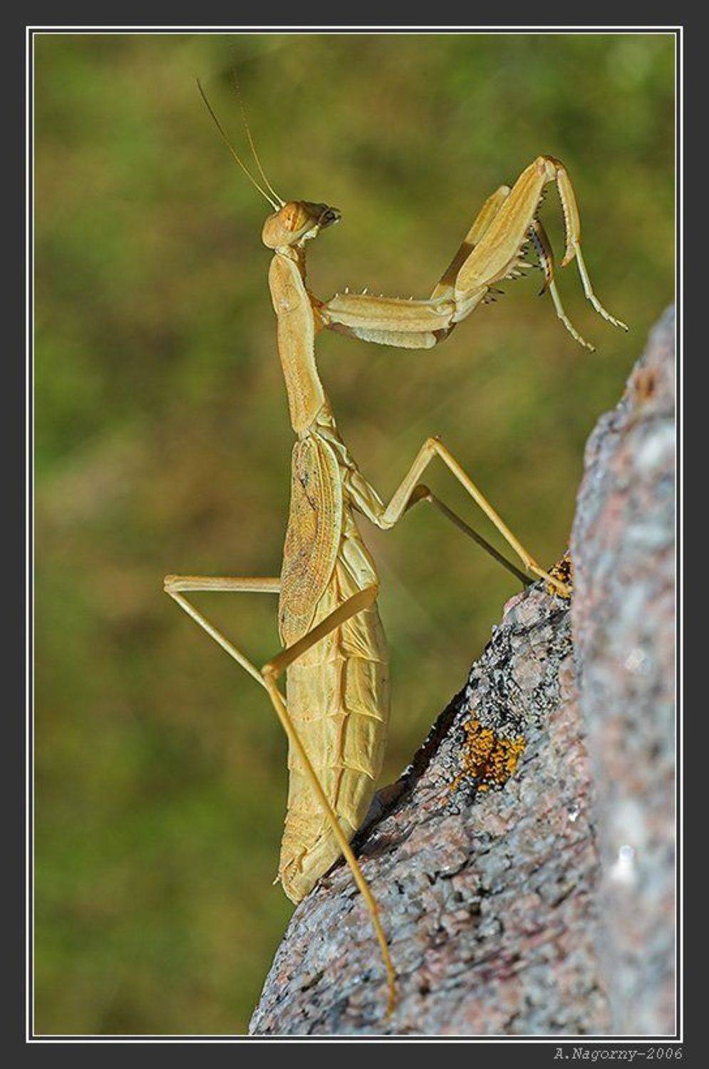 макро, насекомые, скалолаз, пианист, богомол, обыкновенный, mantis, religiosa, богомолы, manteidae, богомоловые, mantoptera, ФотоМаньяк