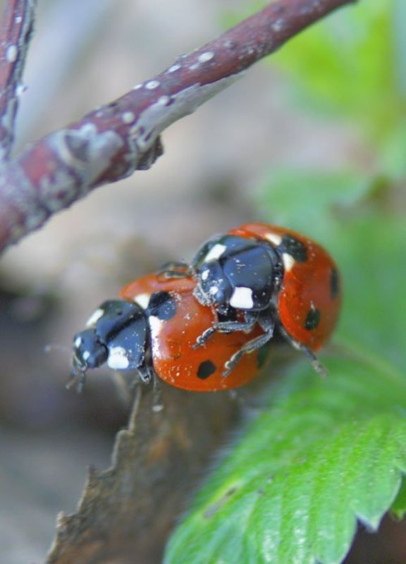 Sex in  the  big  forestphoto preview