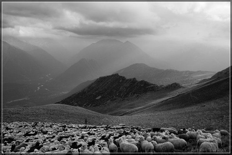 горы, стадо, бараны, овцы, архыз ***photo preview