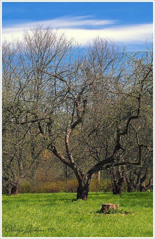 парк, весна, яблоня, пень, яркие краски про яркий день, яблони и пень =)photo preview