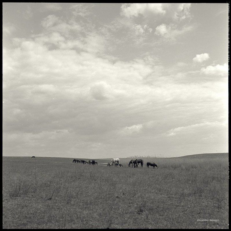 лошадь, лошади, конь, horses, horse, equi, zabegin ***photo preview