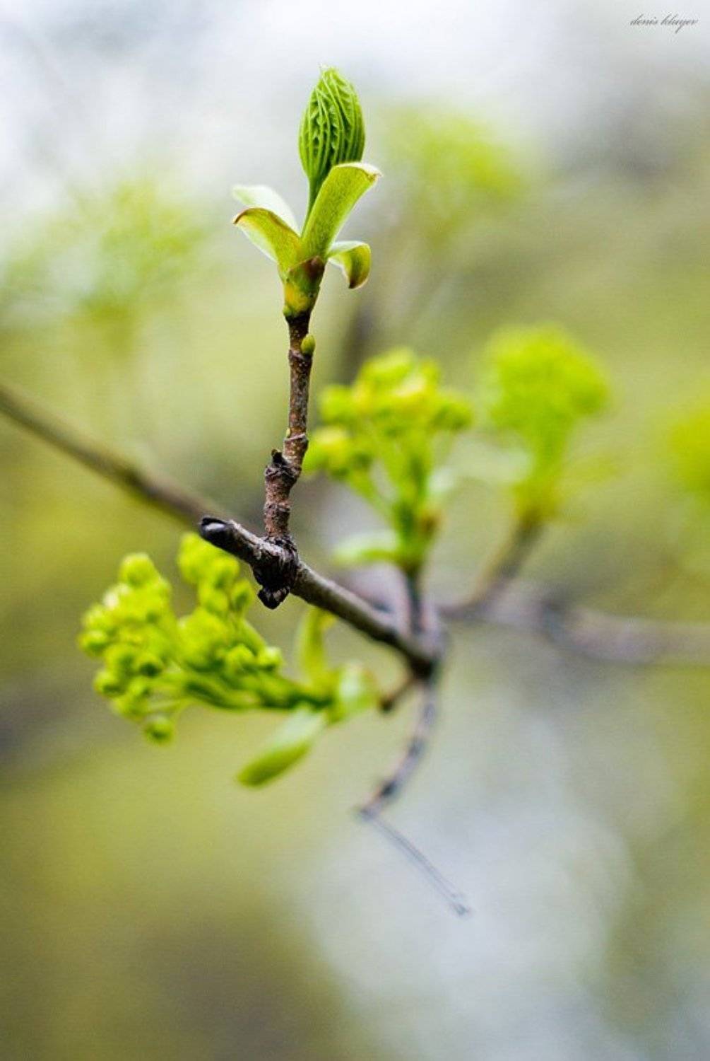 Весенняя. Автор: Денис Клюев природа, Денис Клюев