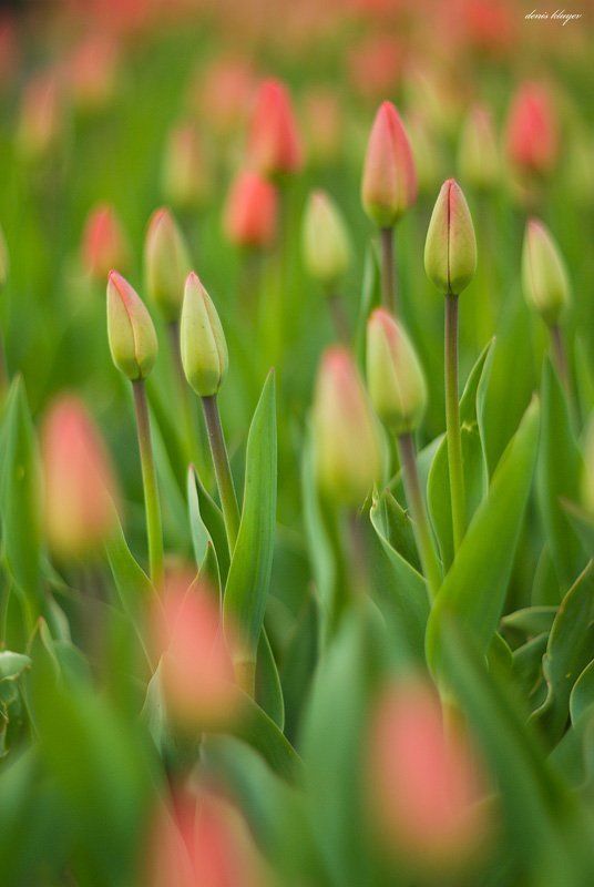 тюльпаны Праздничная фото превью