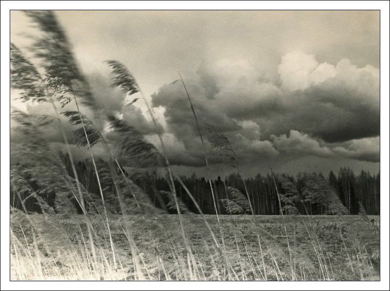 поле, трава, ветер, чб, черно-белое Ветер в полеphoto preview