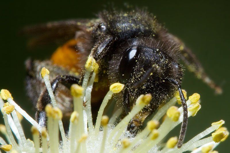 верба, весна, пчела у кого рыльце в пушку...photo preview