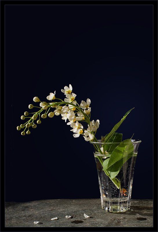 черемуха черемухаphoto preview