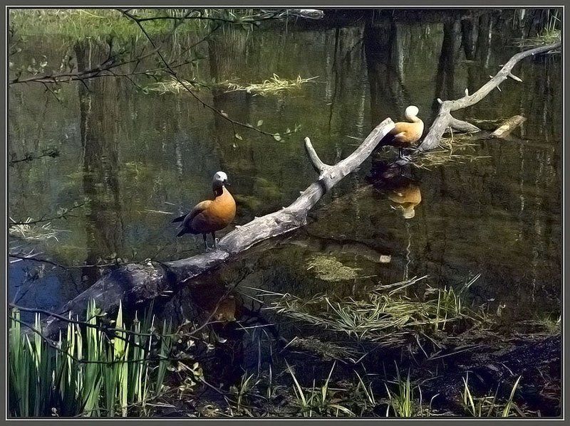 пруд , уточки, сад Весна в Ботаническом садуphoto preview