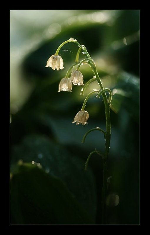 Слезы лета фото превью