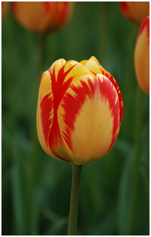 Фан-фан-тюльпан!photo preview