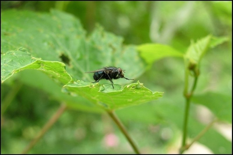 козявка ЗУ-ЗУ-ЗУphoto preview