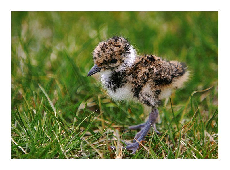 чибис птенец Чибисенокphoto preview