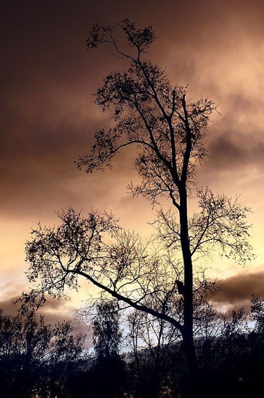 дерево, закат, тучи, небо Тревога...photo preview