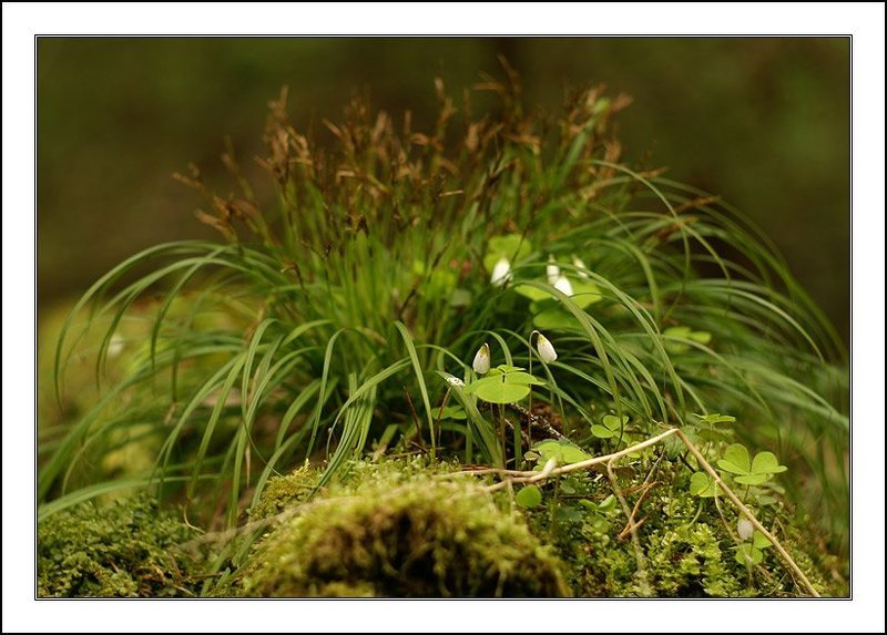 кислица, мох, цветы, первоцветы На старых бревнахphoto preview