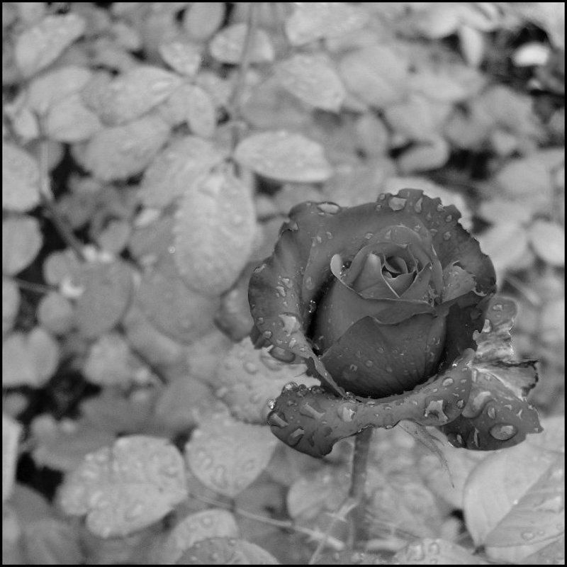 роза, капли МОЯ РОЗАphoto preview