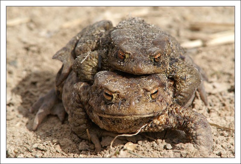 жаба, секс, весна Весенние радостиphoto preview