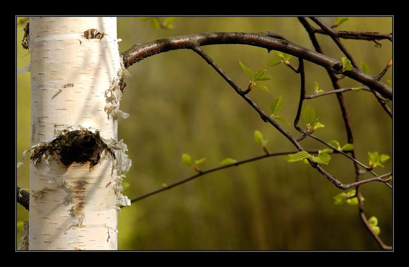 береза, зелень, листва, весна Молоднякphoto preview