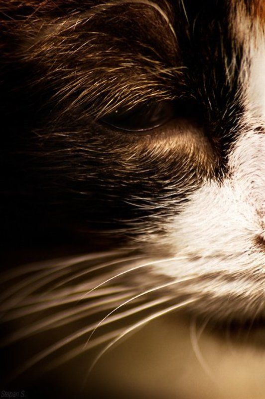 боюсь, этого, кота, ***photo preview