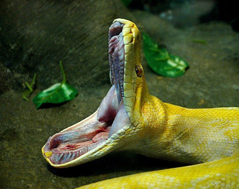 желтый питон,зевок Хочу кушатьphoto preview