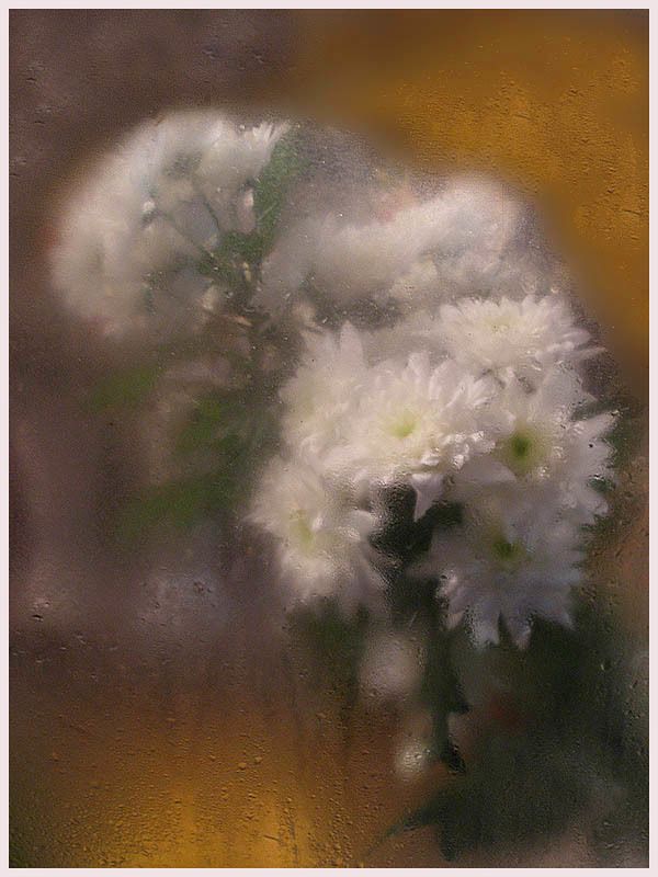 Хризантема белая фото превью