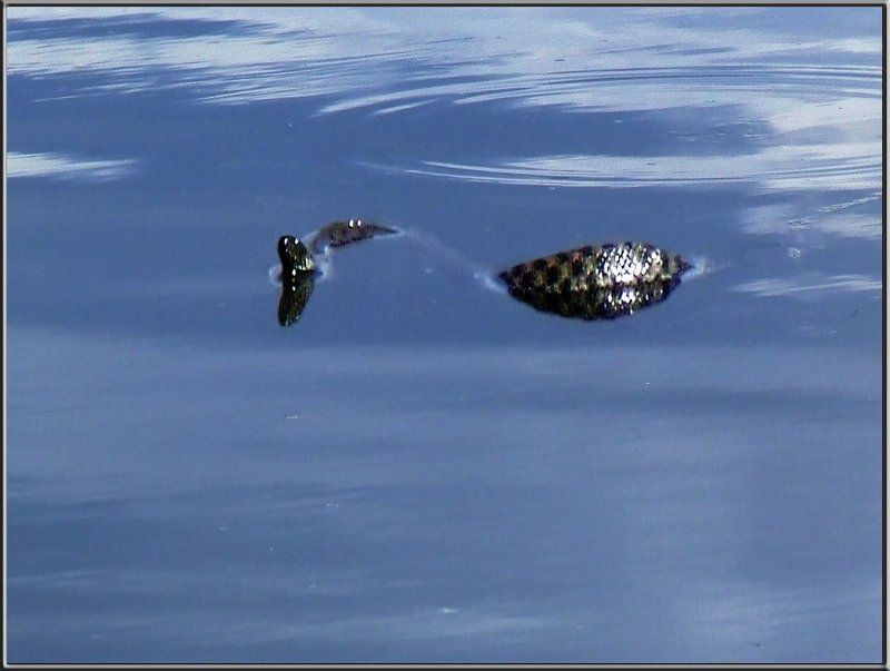 природа, животные, змеи Гадюка-путешественницаphoto preview