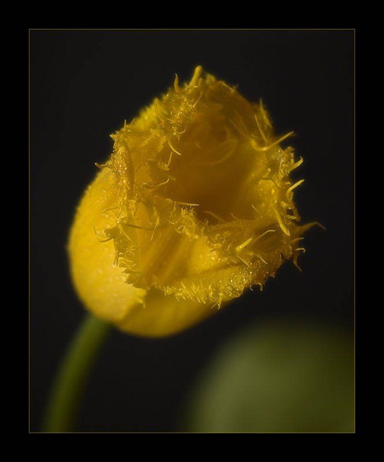 Цветочная серия (1). Автор: Павел М. Цветков , Павел М. Цветков