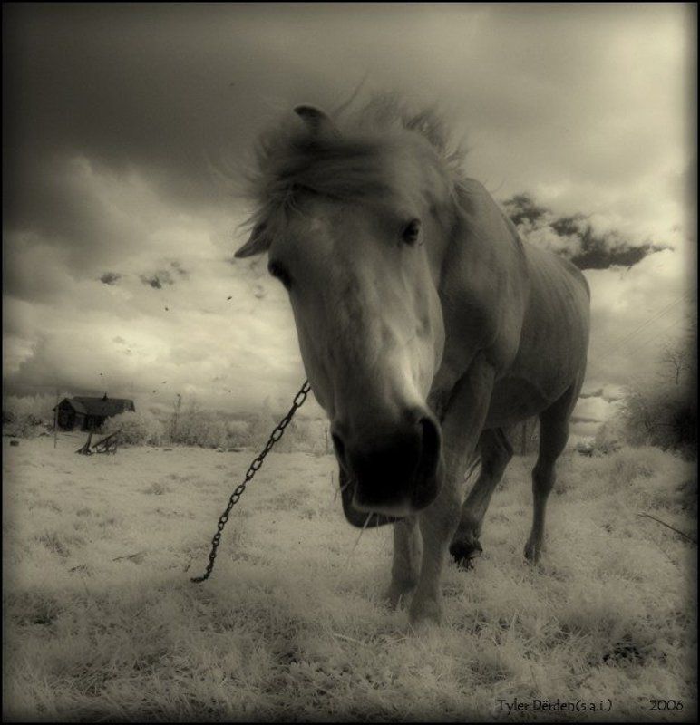 infared инфракрасная ик ir эх,мне бы дьявола-коня...photo preview