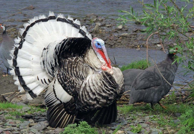 Хахальphoto preview