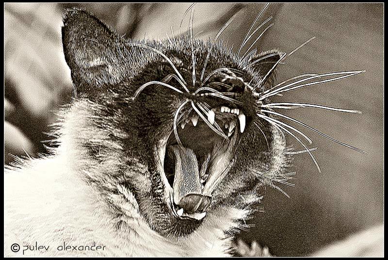 кот,животные,стилизация,страх,юмор Молча-а-а-а-а-т-ь........!!!photo preview