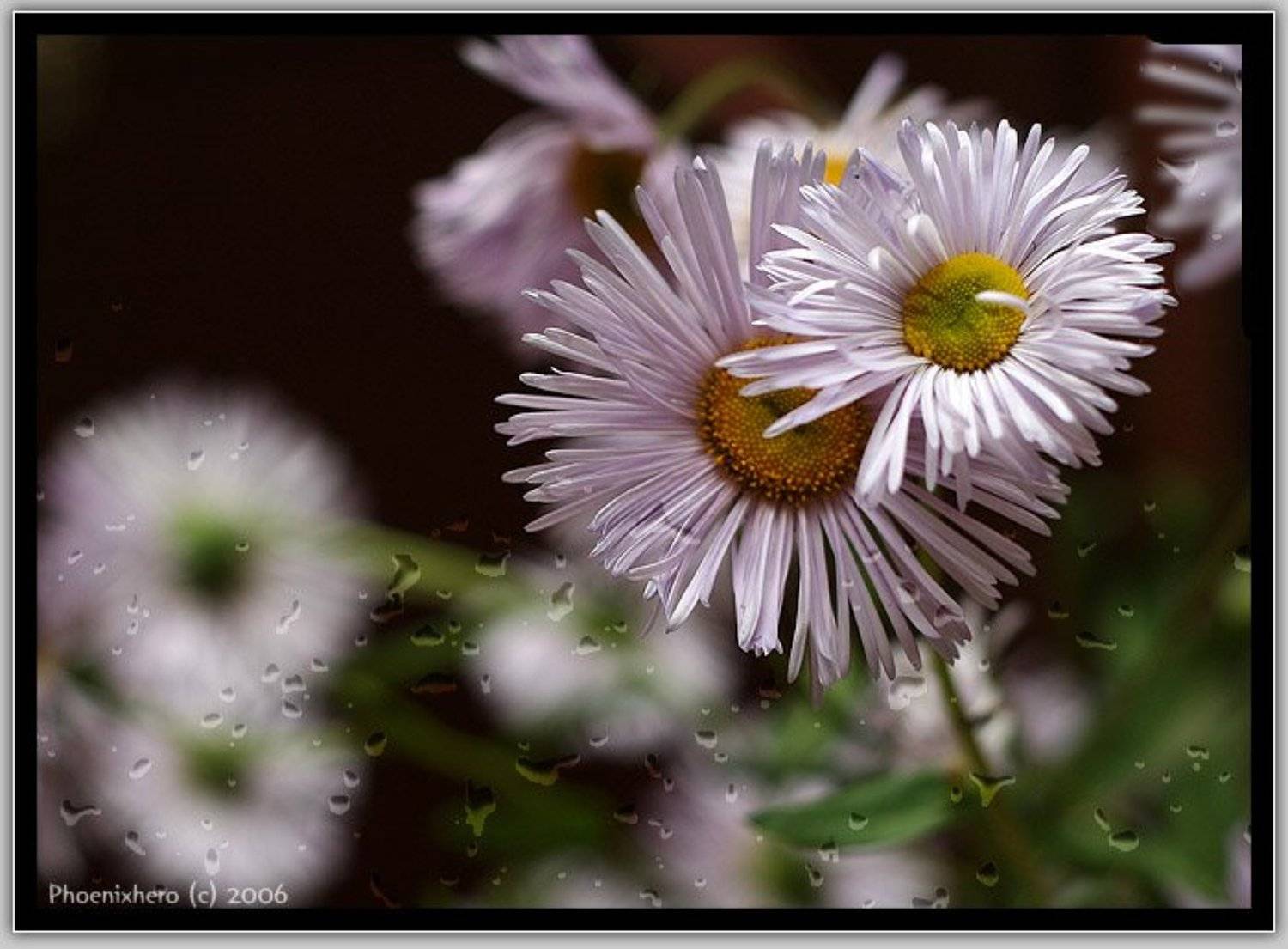 Сиреневые ромашки. Автор: Леонид Журавлев , Леонид Журавлев