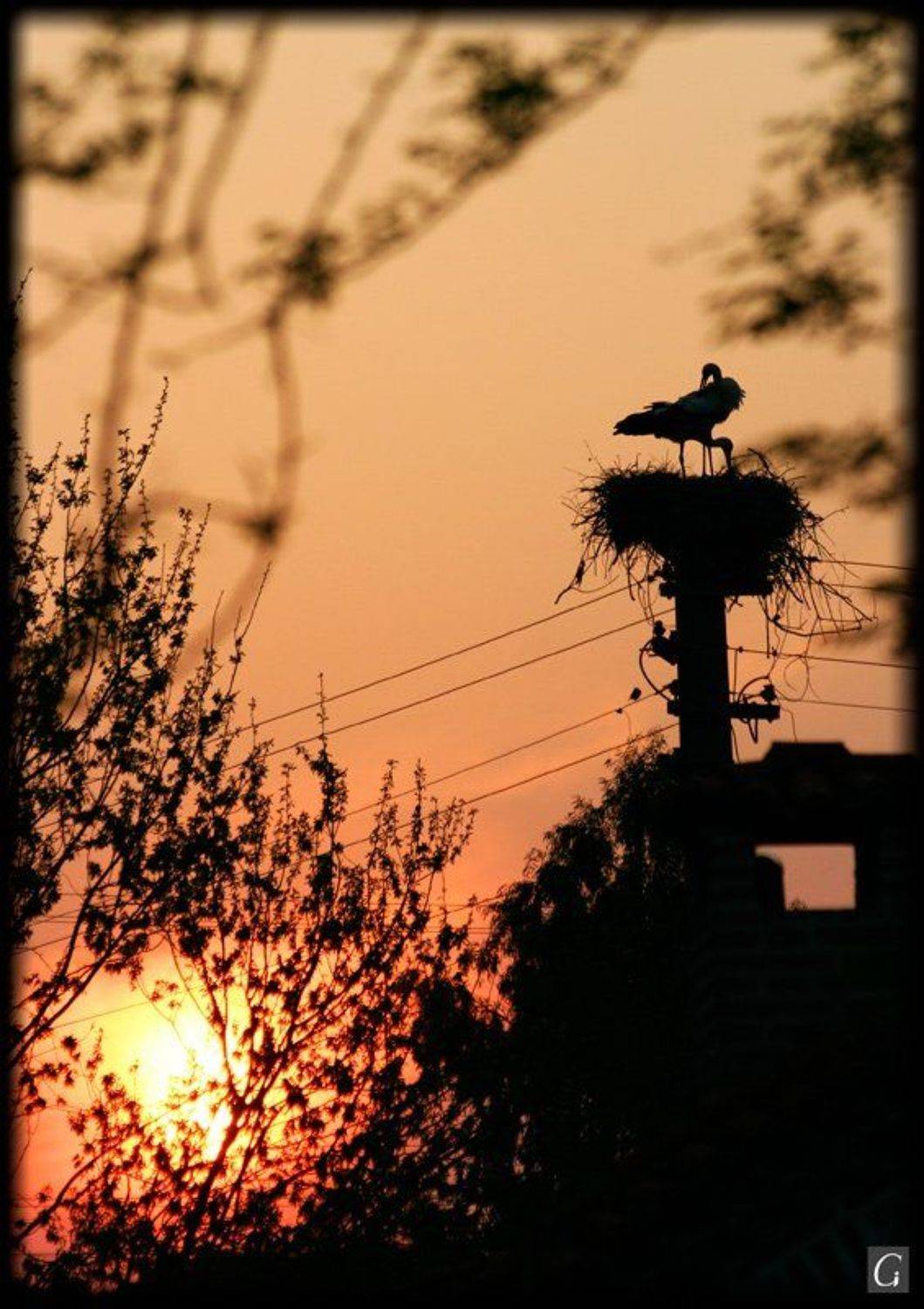 турция, эфес, закат, аисты, апрель, Gorshkov Igor_Feanorus