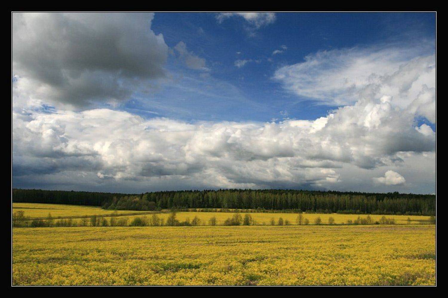 луга. Автор: Георгий весна, поля, тучи, Георгий