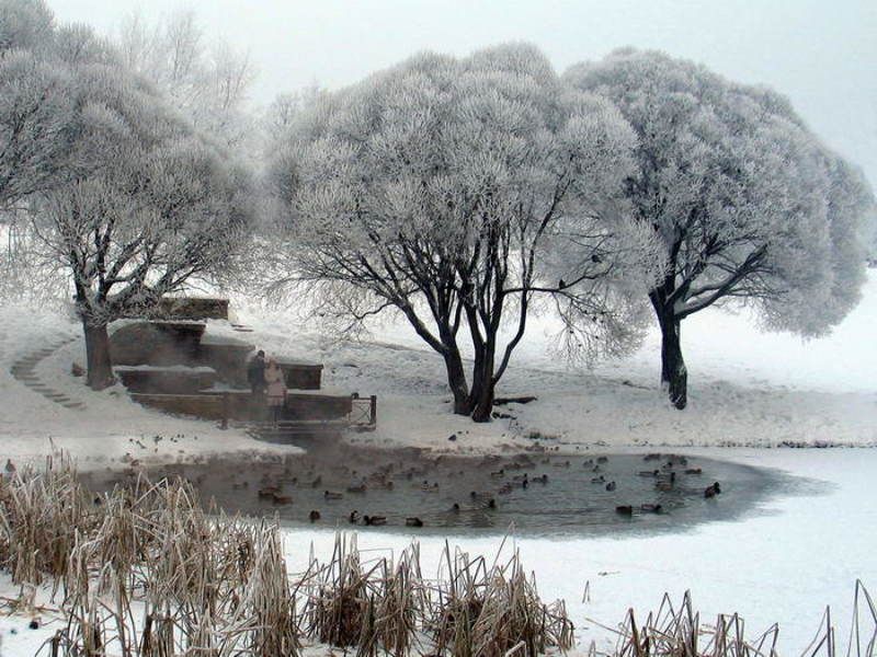 зима, утки, любовь Все уже и уже сжимается круг...photo preview