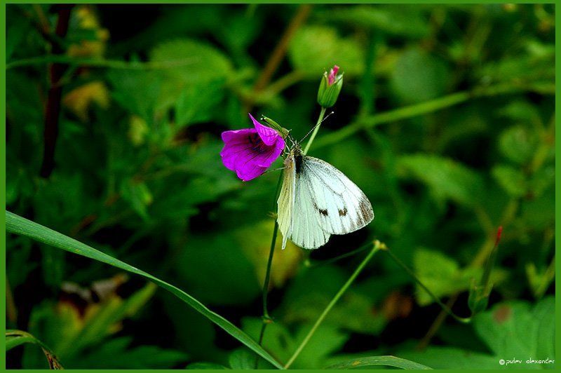 краски,лето,архив,бабочка,колокольчик,трава,зелень Краски лета... фото превью