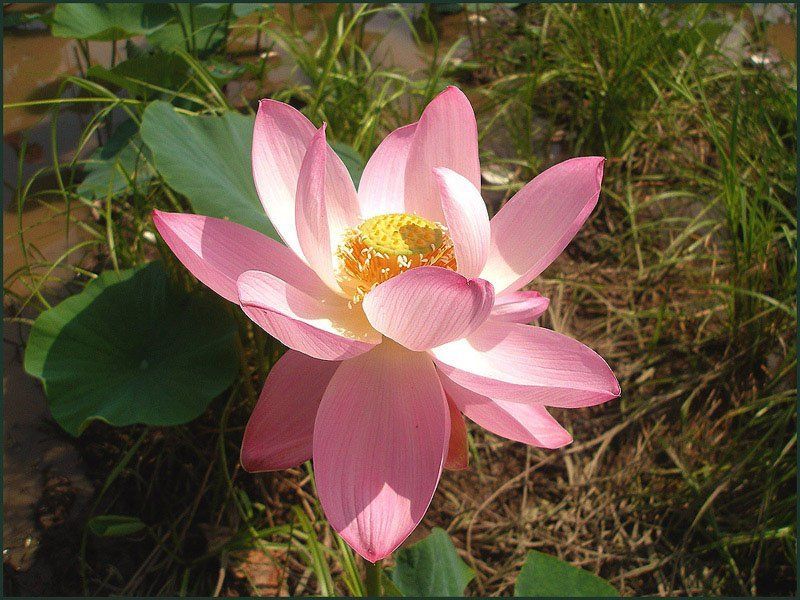 Лотос фото превью