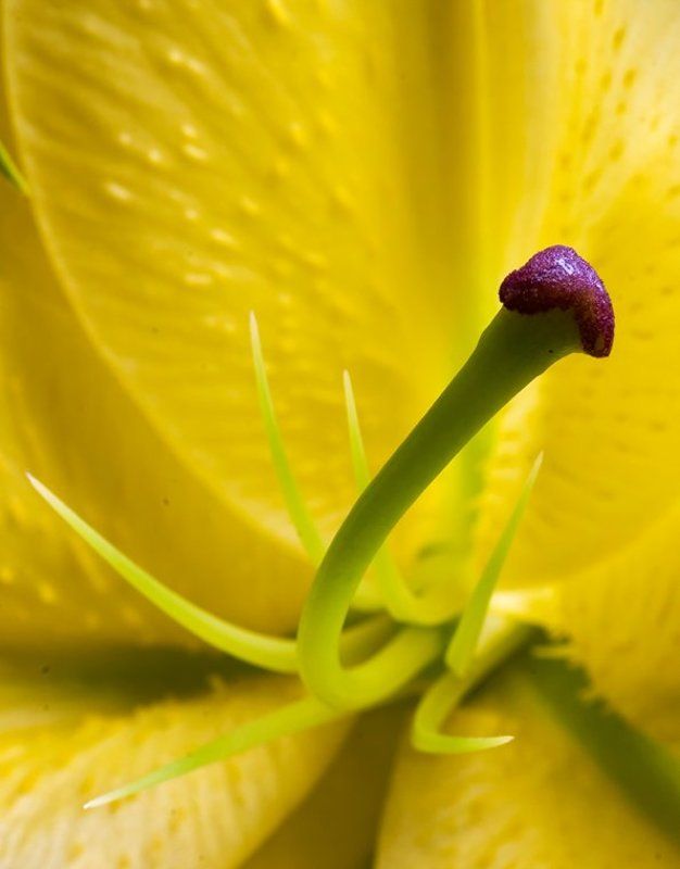 макро, лилия photo preview