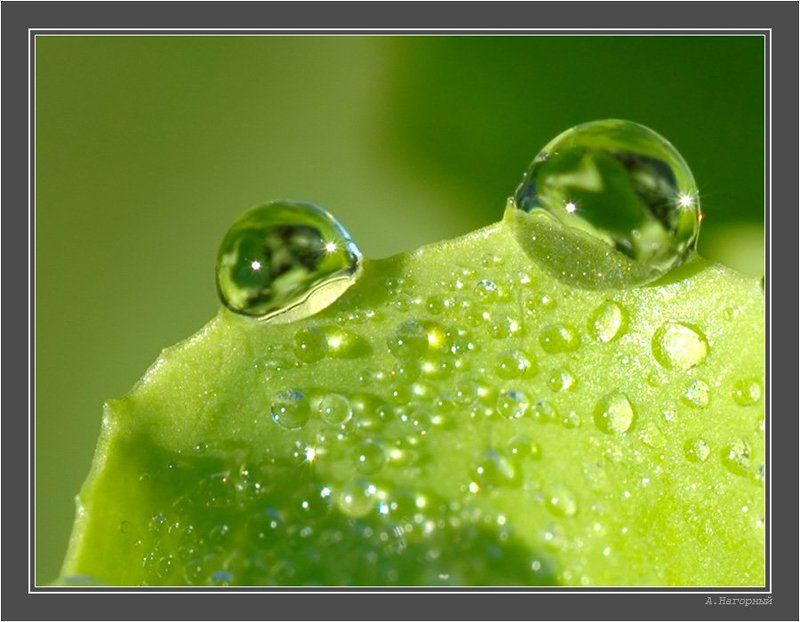 макро, лягушонок, утро, салат, роса, чудо, красота, природа Лягушонокphoto preview