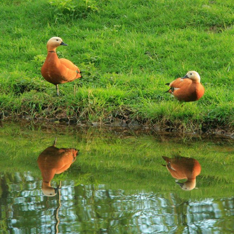 утки, пруд, парк На прудуphoto preview