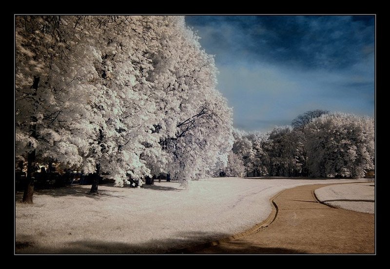 ик, infra red, инфракрасная съемка FITO LIGHT фото превью