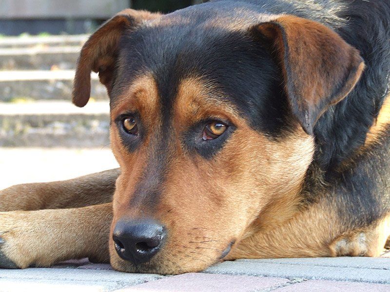 глаза, пес, собака Жызньphoto preview