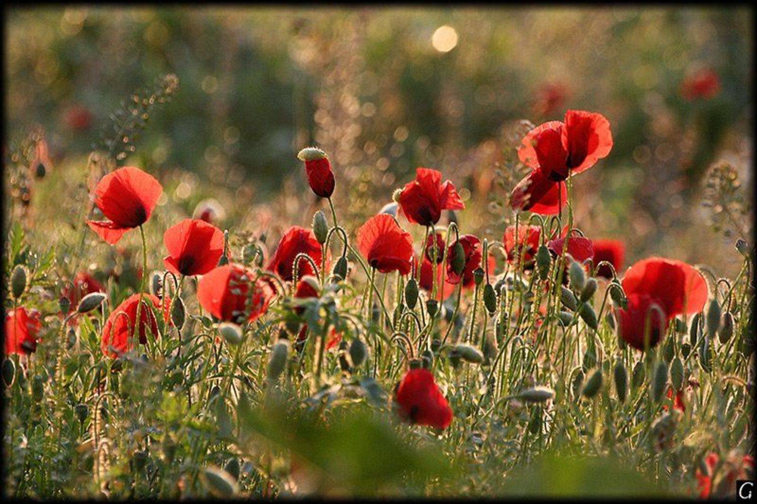 турция, апрель, маки, рассвет, Gorshkov Igor_Feanorus