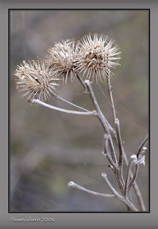 Жизнь колючка.photo preview