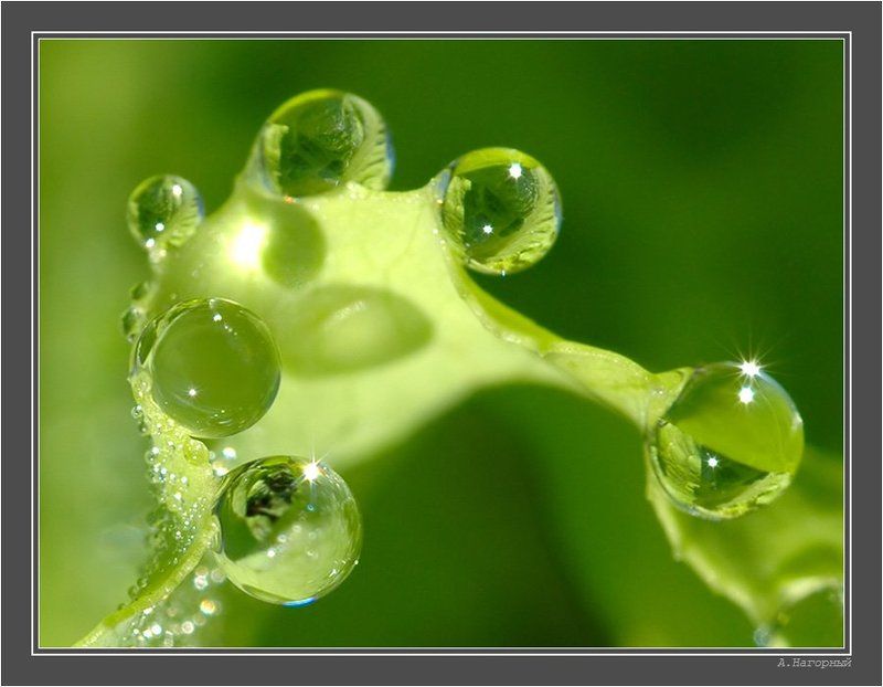 макро, утро, салат, роса, чудо, красота, природа, крокодил, гена, пузыри Крокодил Гена пускает пузыриphoto preview