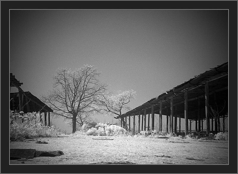 ик, инфракрасное, infrared, дерево, коровник Когда-то здесь жили коровыphoto preview