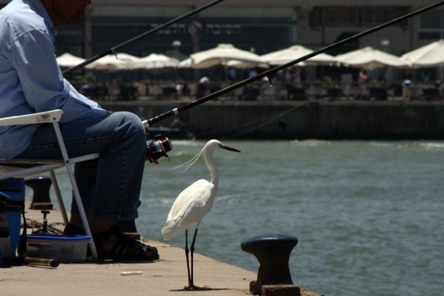 В ожидании улова. Автор: IgalSc igalsc, genre, IgalSc