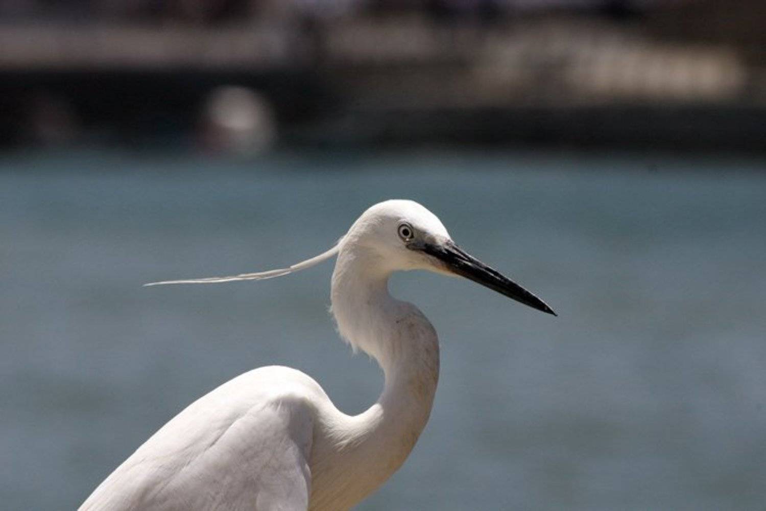 Пират Средиземного моря. Автор: IgalSc igalsc, genre, IgalSc