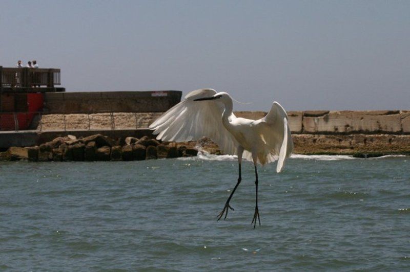 igalsc, genre Воздушные танцыphoto preview