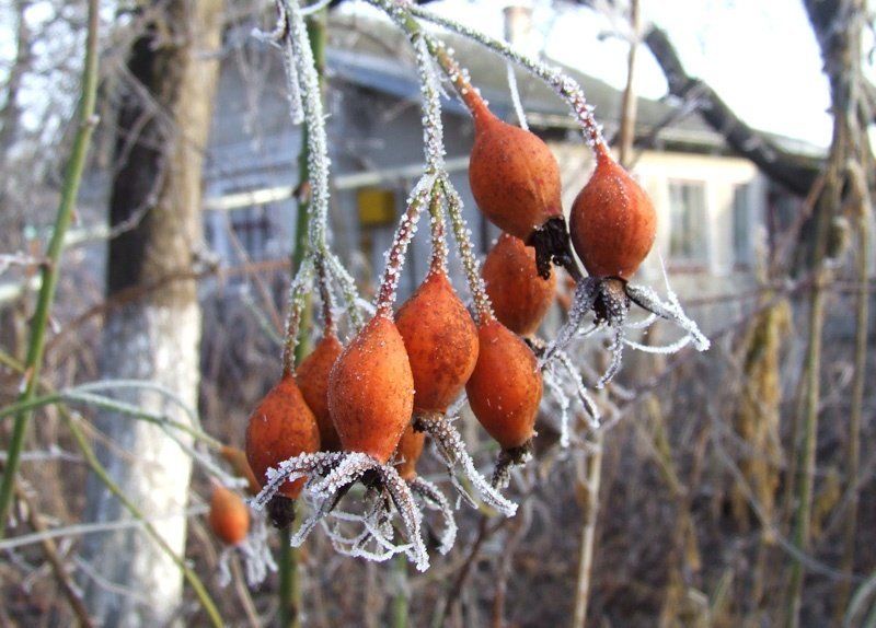 иней Инейphoto preview