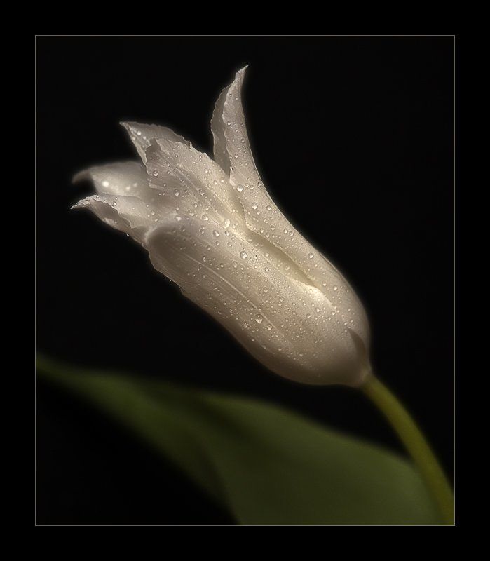 Цветочная серия (4)photo preview