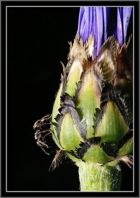 муравей, василек, цветок, бутон, макро Вдоооль по Пииитерскоой...photo preview