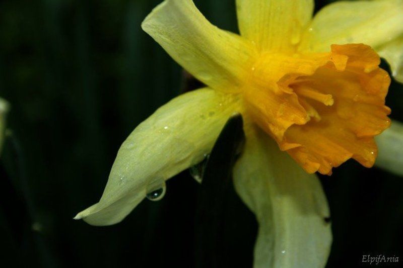 нарцисс, цветы, макро Нарциссphoto preview